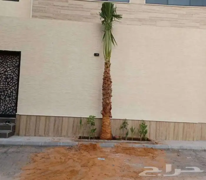 نخل للبيع واشنطنيا زينه 5