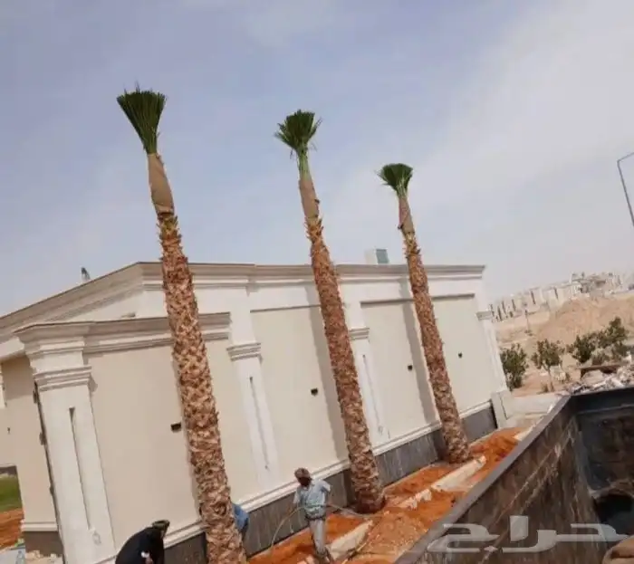 نخل للبيع واشنطنيا زينه 8