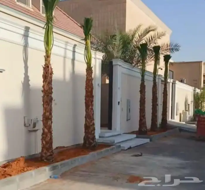 نخل للبيع واشنطنيا زينه 0