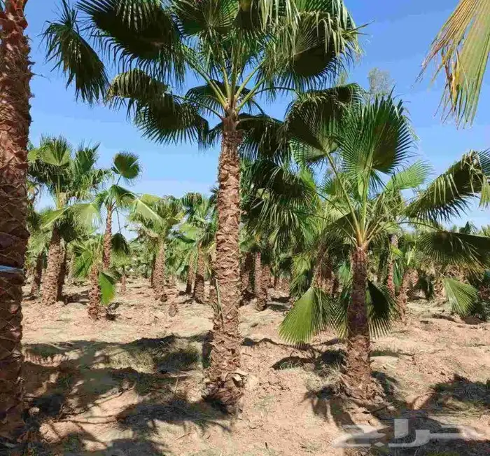 نخل للبيع واشنطنيا زينه 2