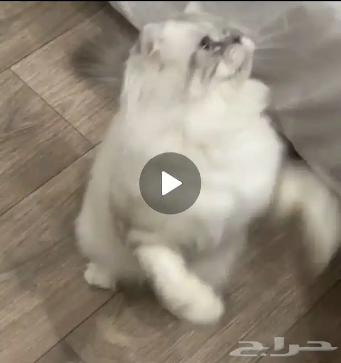 قط للتزاوج شيرازي مكس سكوتش 1