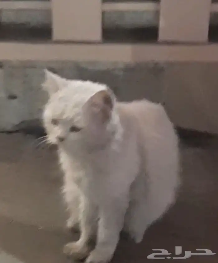 قط إنقاذ جميل مسالم صحة جيدة 1