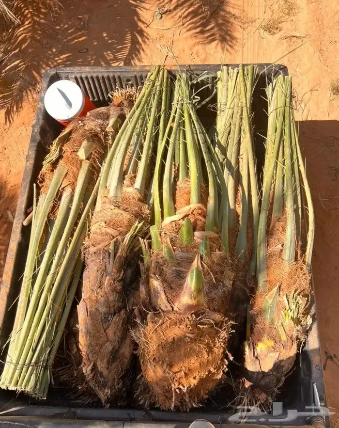 نخل للبيع متواجد في مكه اخلاص برحي سكري صقعي 8