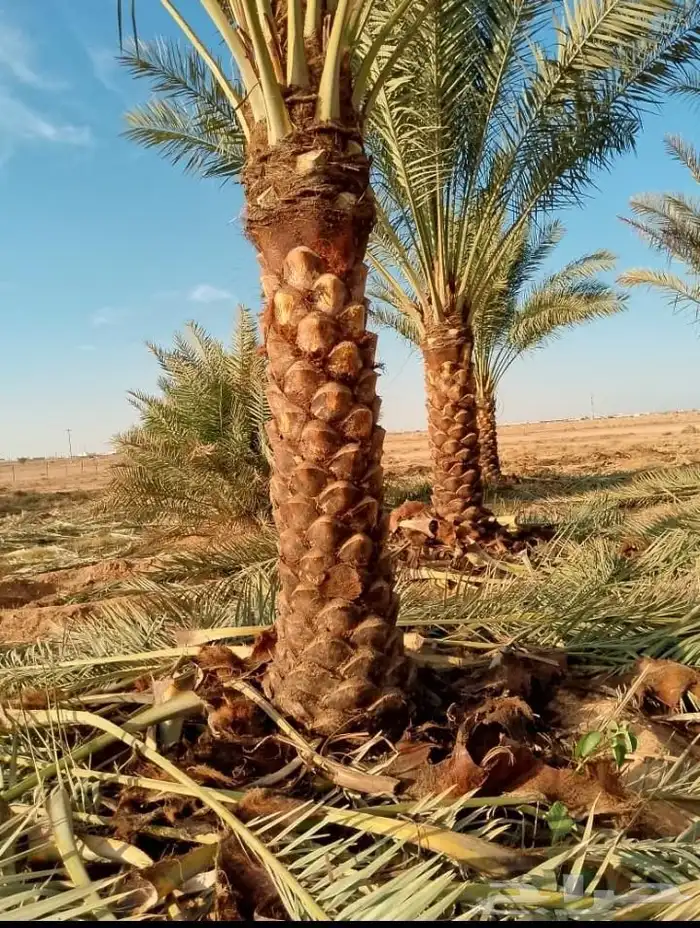 نخل للبيع متواجد في مكه اخلاص برحي سكري صقعي 9