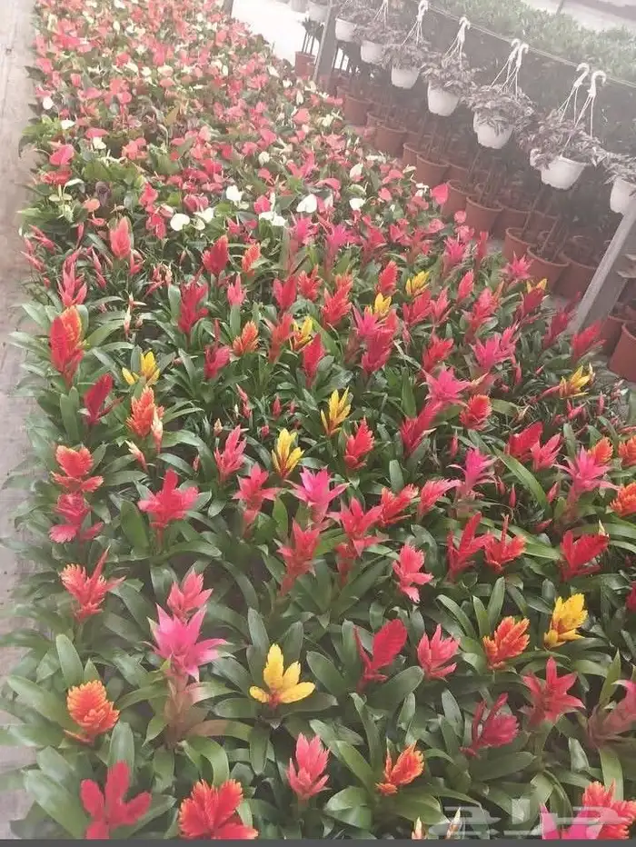 تنسيق الحدائق العامه والخاصه 7