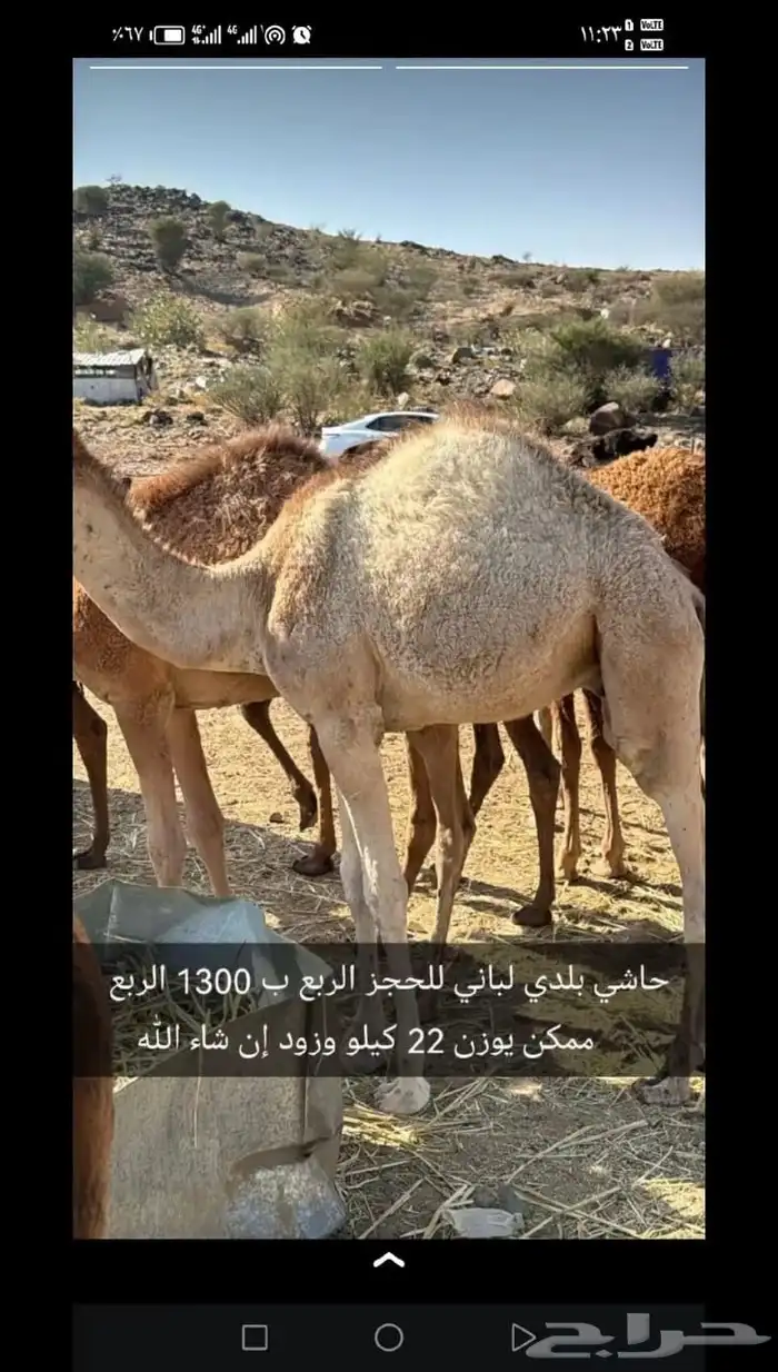 قعود 0