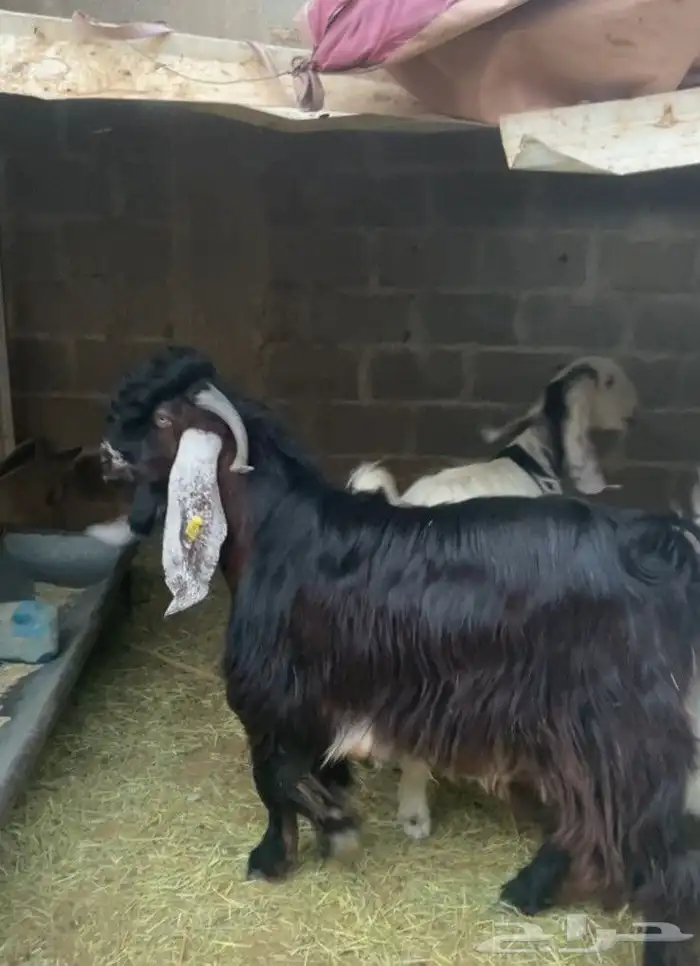 تيس ثني طيب عارضي حار وسمين 2