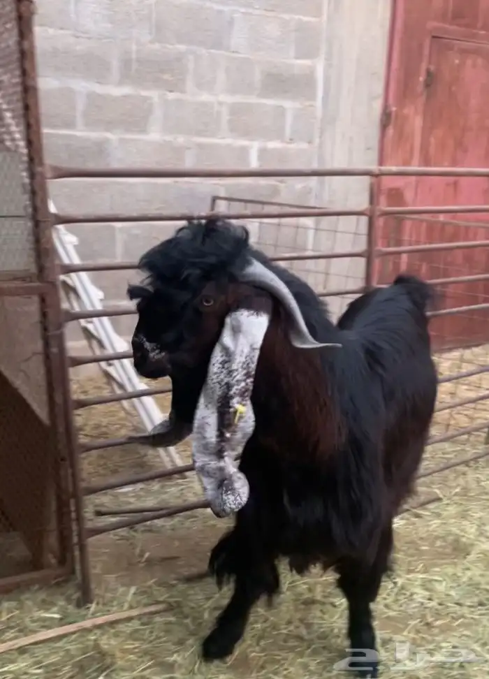 تيس ثني طيب عارضي حار وسمين 3