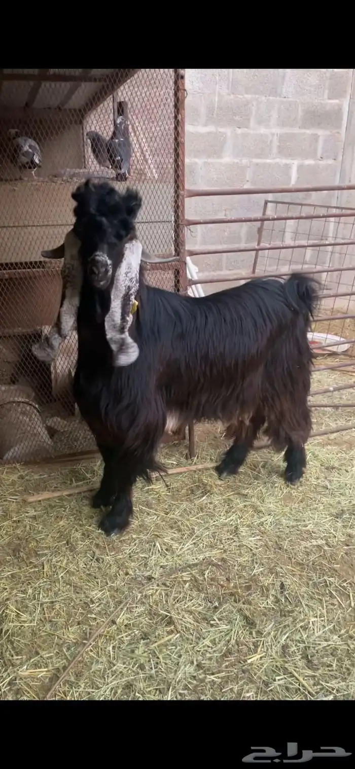 تيس ثني طيب عارضي حار وسمين 4