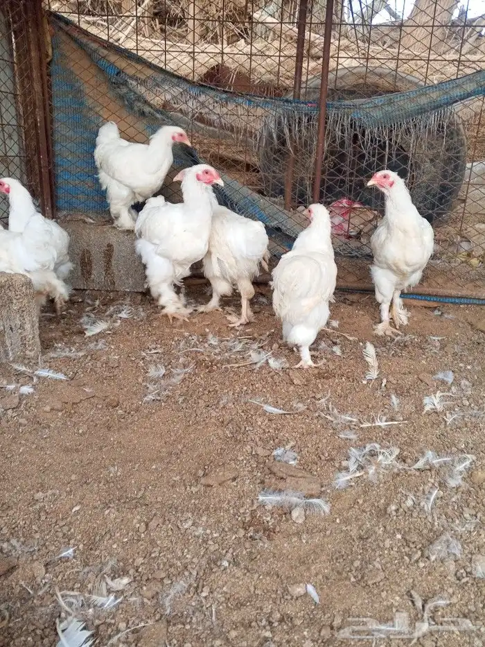 براهما ألماني ابيض بيور 2