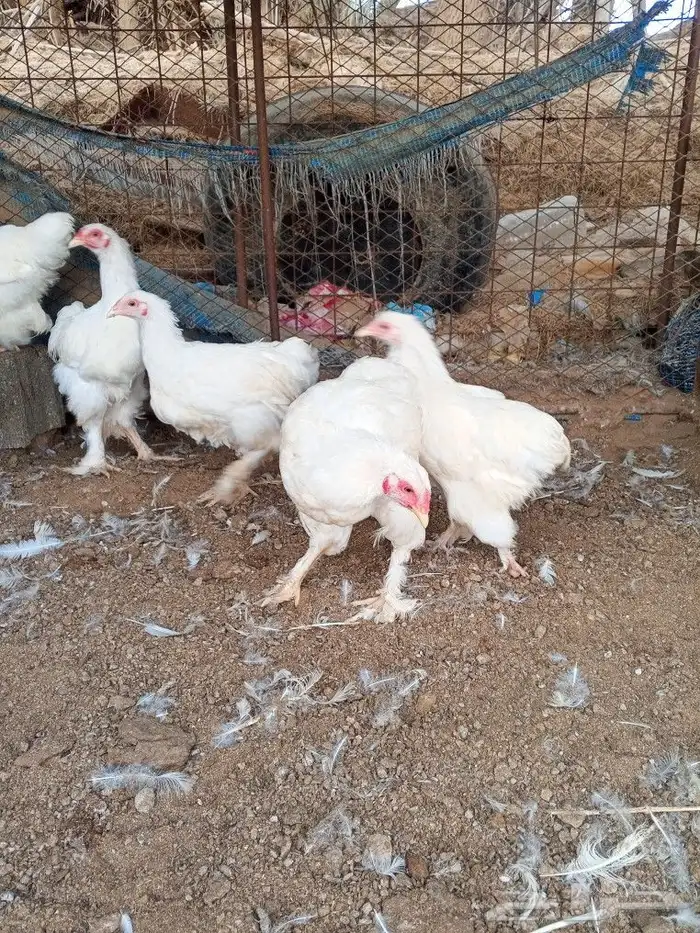 براهما ألماني ابيض بيور 4