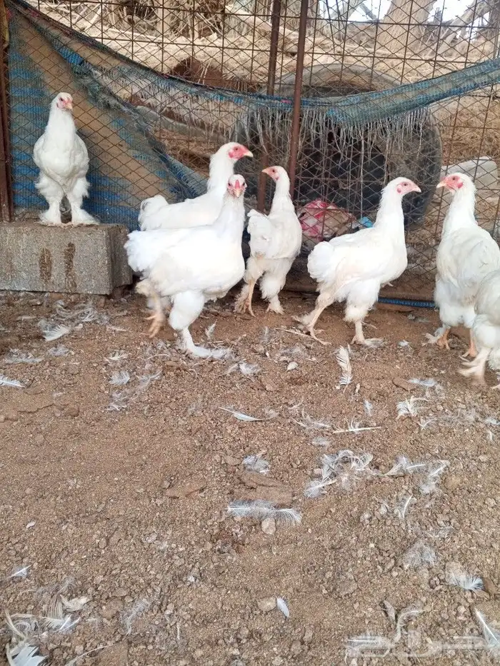 براهما ألماني ابيض بيور 1