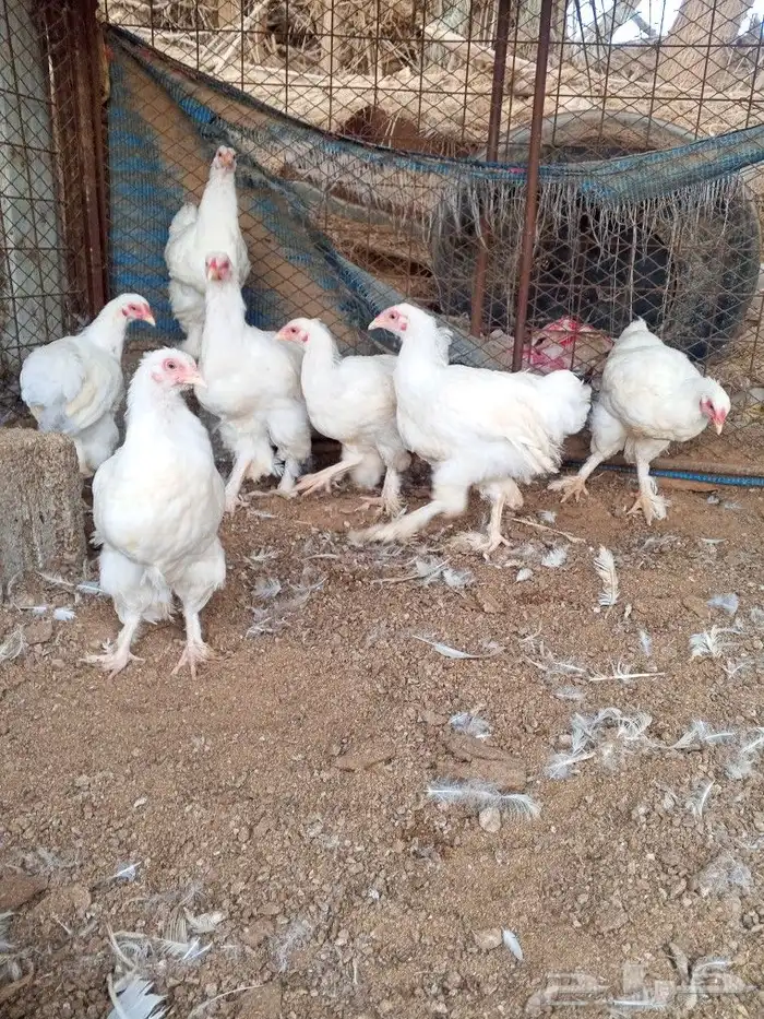 براهما ألماني ابيض بيور 3