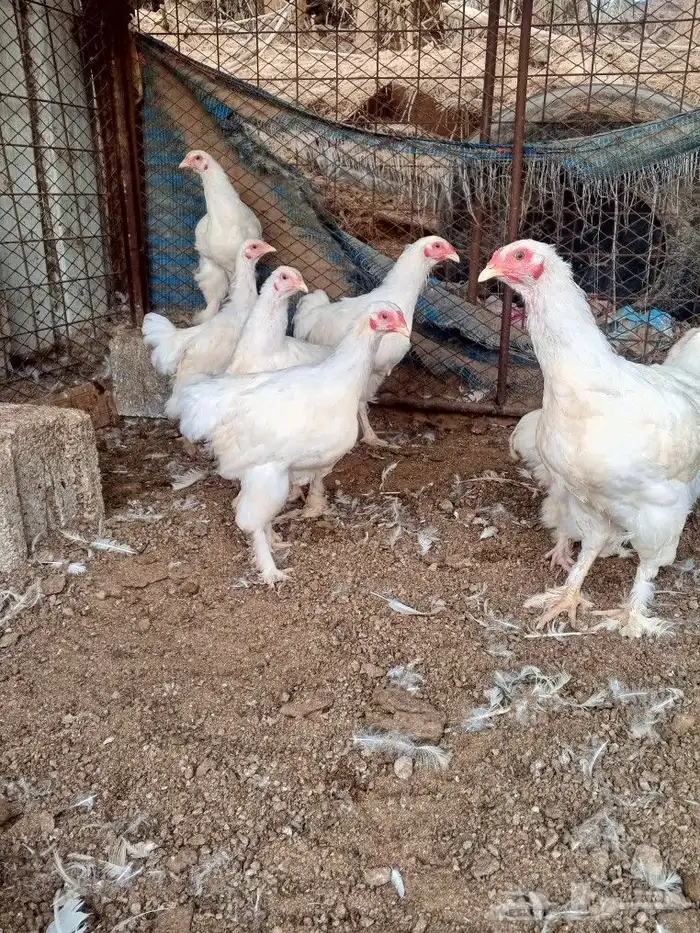 براهما ألماني ابيض بيور 0