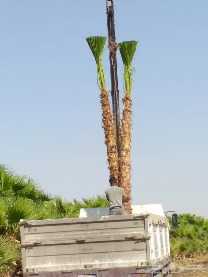 يوجد لدينا نخل واشنطني زينه امريكي جميع المقاسات. موجوده 8