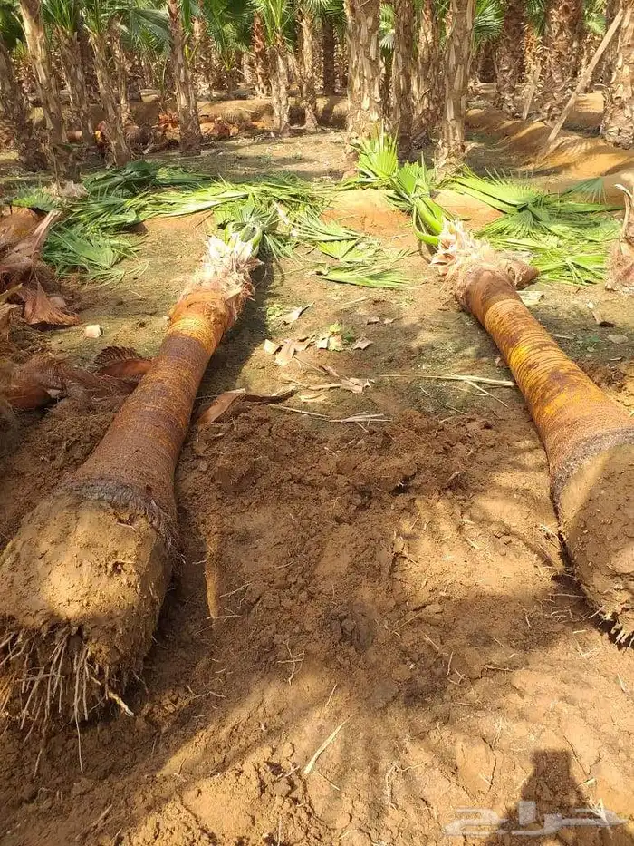 يوجد لدينا نخل واشنطني زينه امريكي جميع المقاسات. موجوده 3