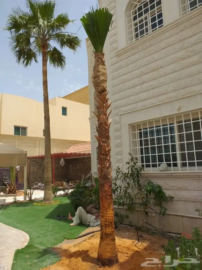 يوجد لدينا نخل واشنطني زينه امريكي جميع المقاسات. موجوده 1