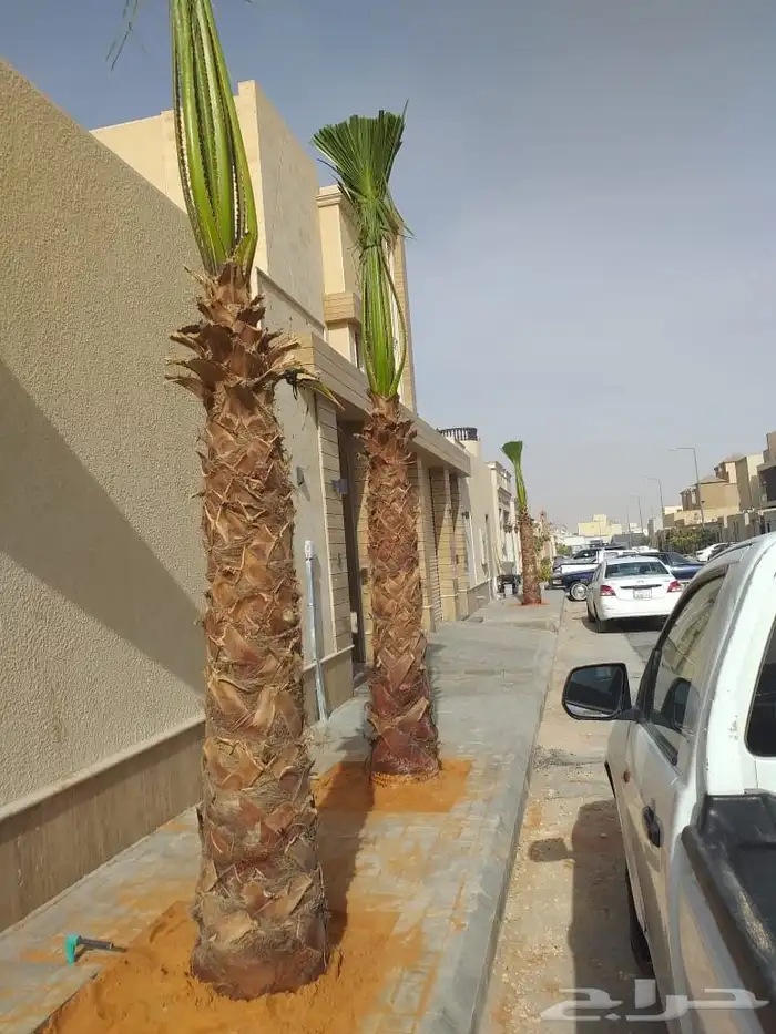 يوجد لدينا نخل واشنطني زينه امريكي جميع المقاسات. موجوده 0