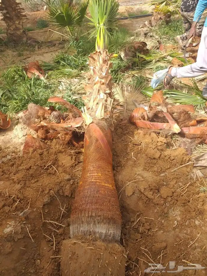 يوجد لدينا نخل واشنطني زينه امريكي جميع المقاسات. موجوده 5