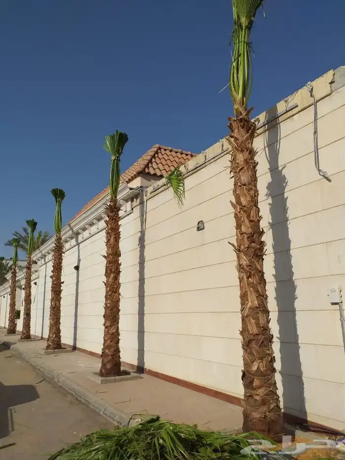 يوجد لدينا نخل واشنطني زينه امريكي جميع المقاسات. موجوده 2