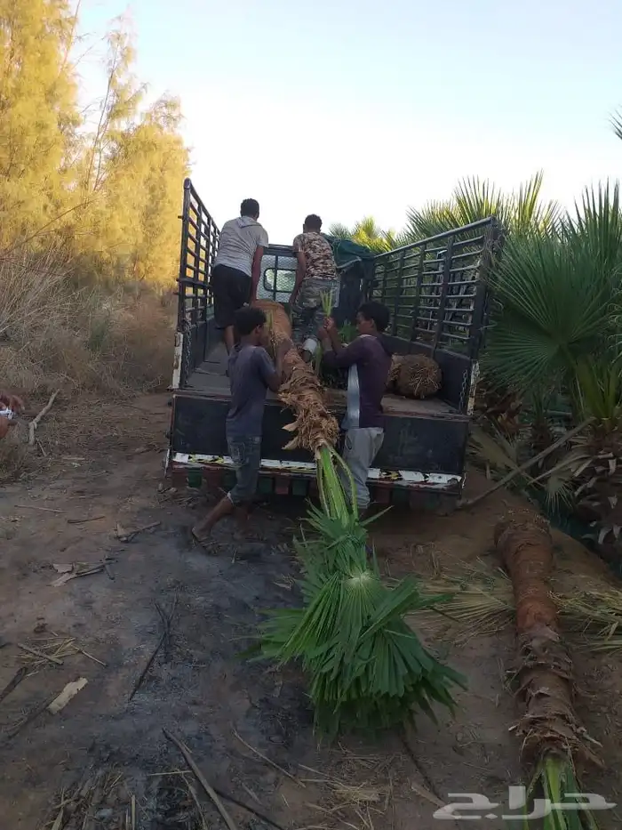 يوجد لدينا نخل واشنطني زينه امريكي جميع المقاسات. موجوده 9