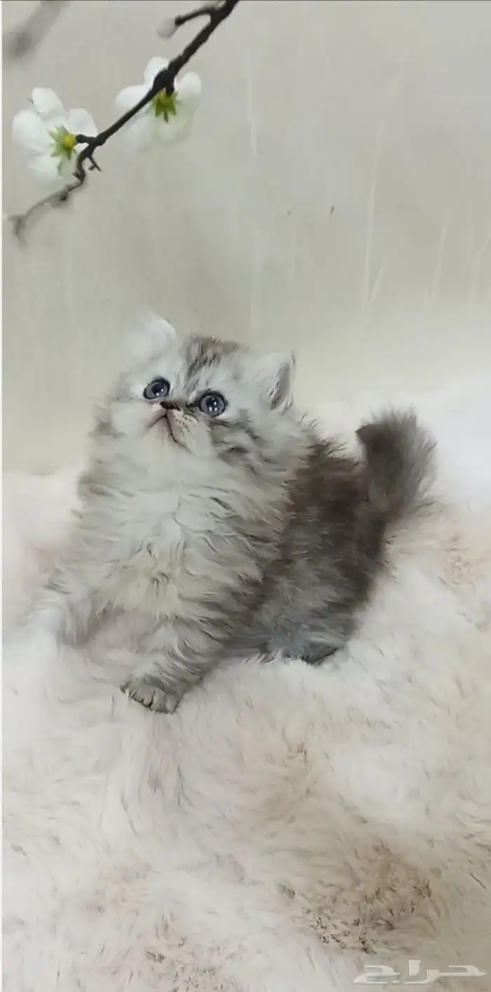 كيتن أنثى لعوبة سكوتش بيرشن 0