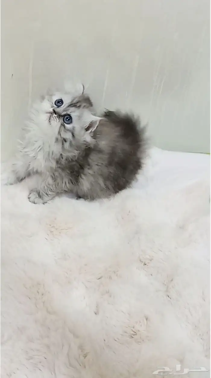 كيتن أنثى لعوبة سكوتش بيرشن 2