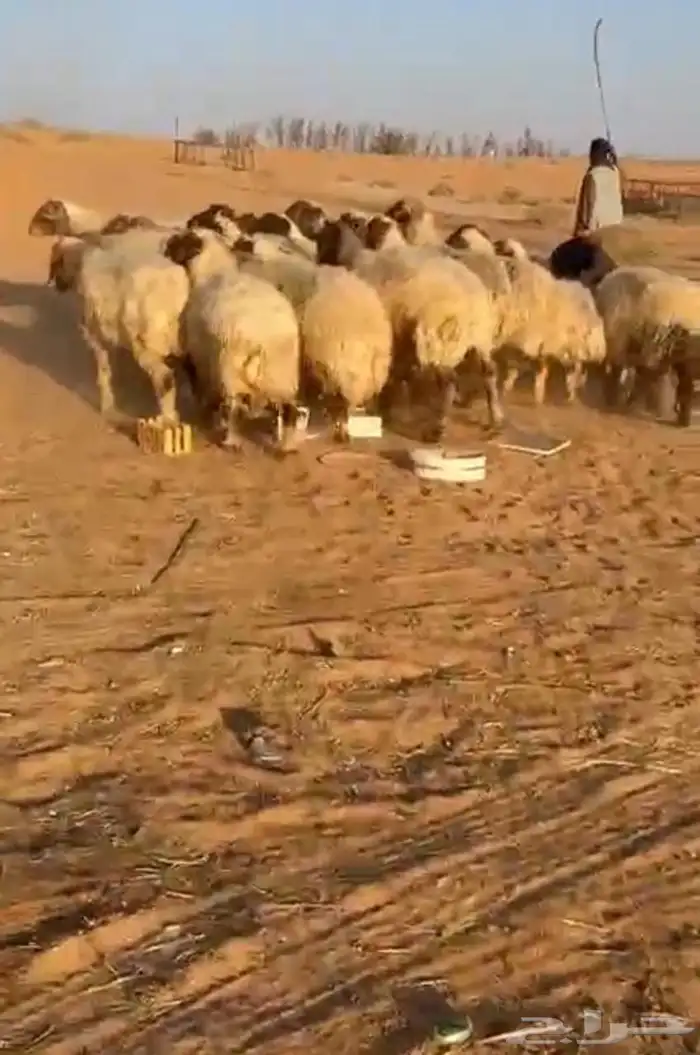 غنم نعيم دفيع للبيع 1