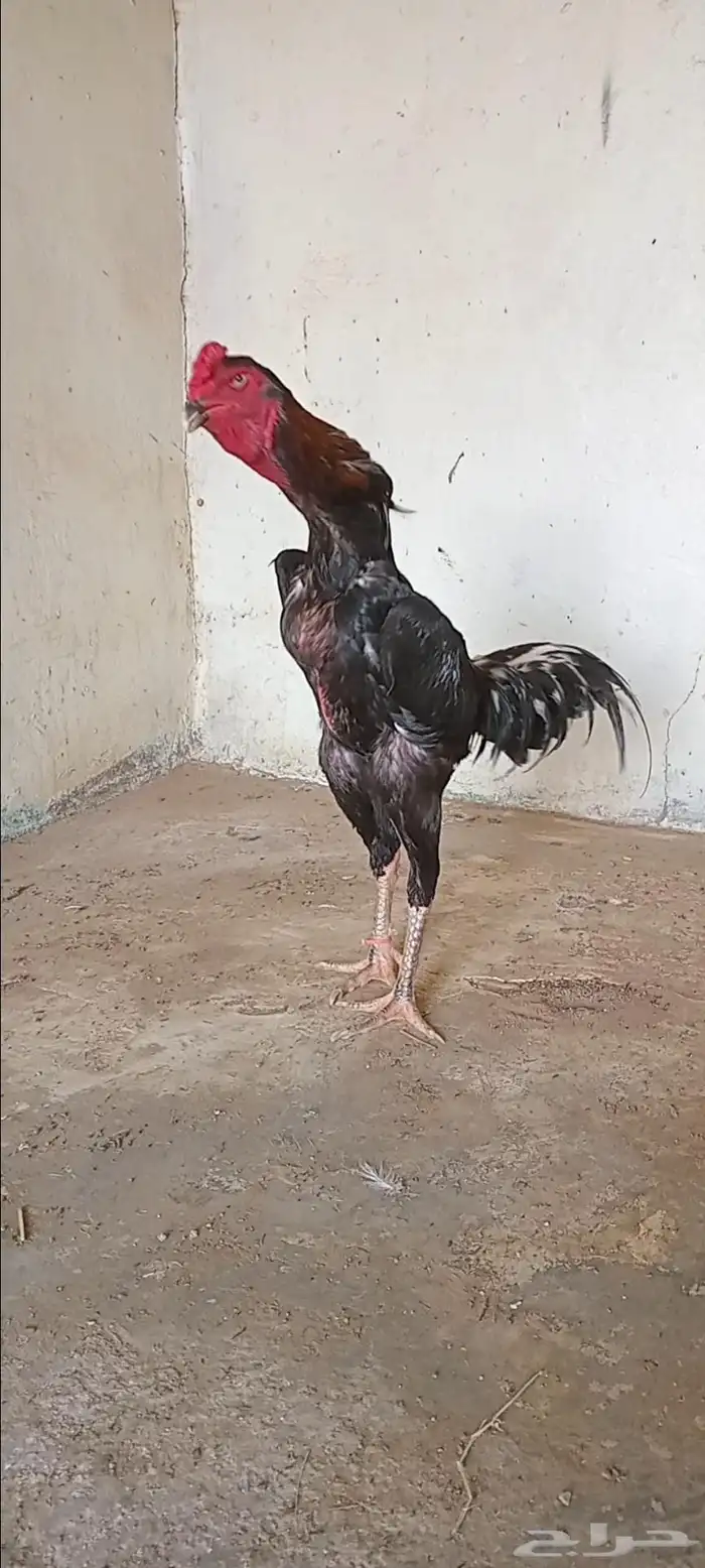 ديك شامو الماني هزاز 0