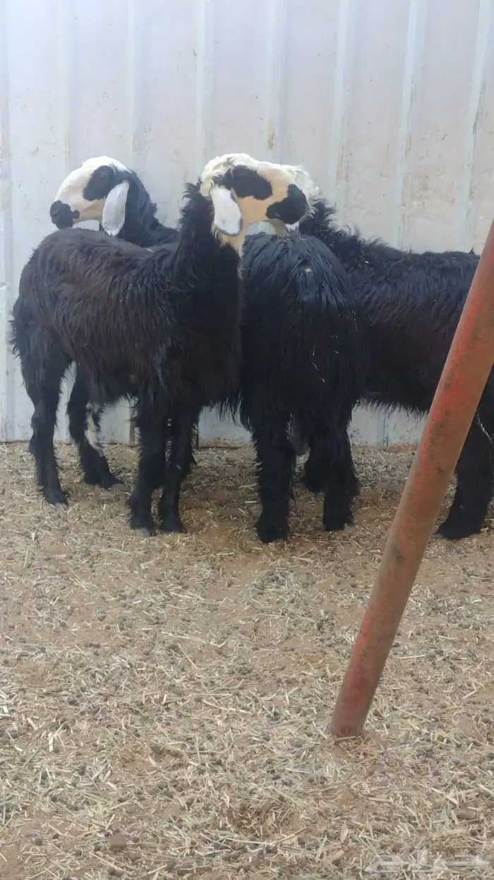 ارخال نجد دغم 7