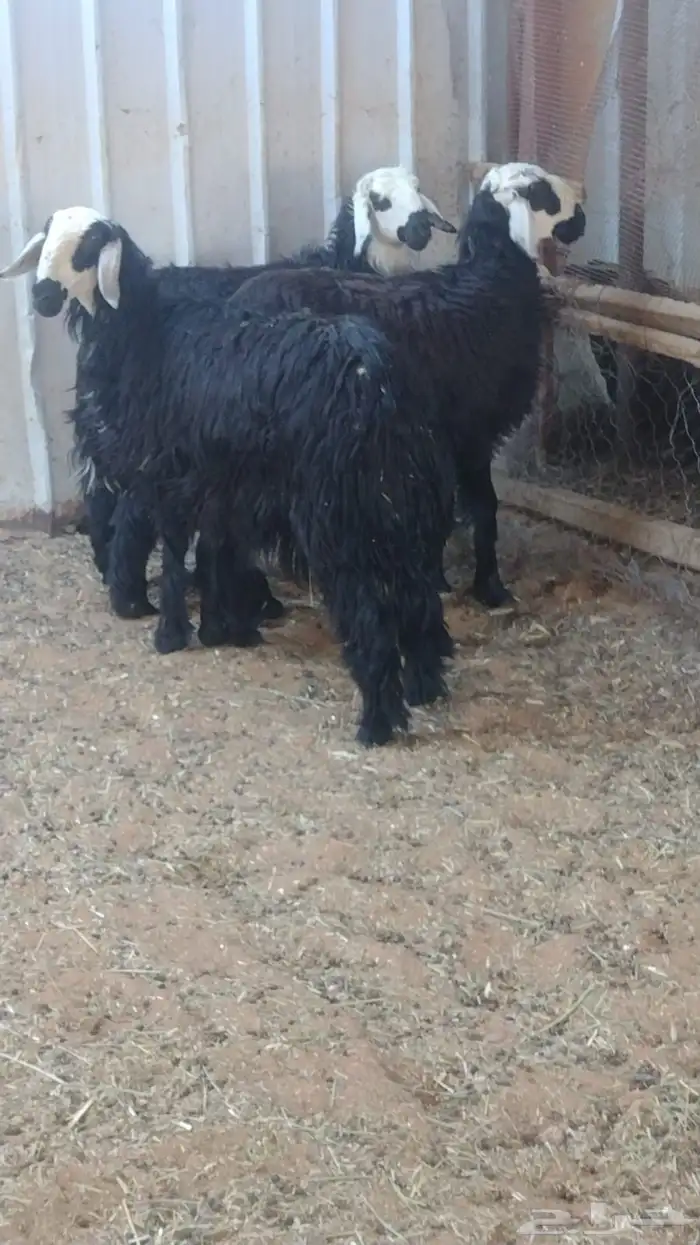 ارخال نجد دغم 2