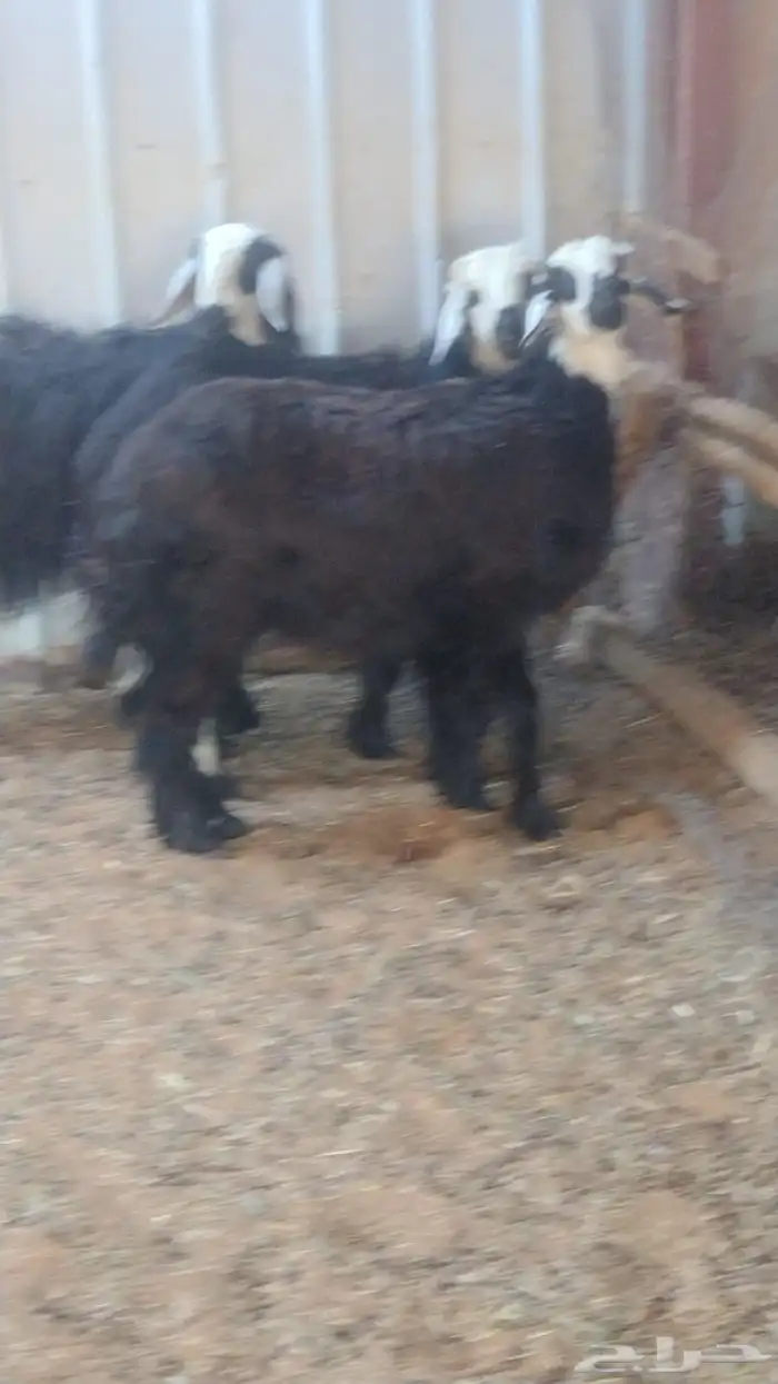 ارخال نجد دغم 8