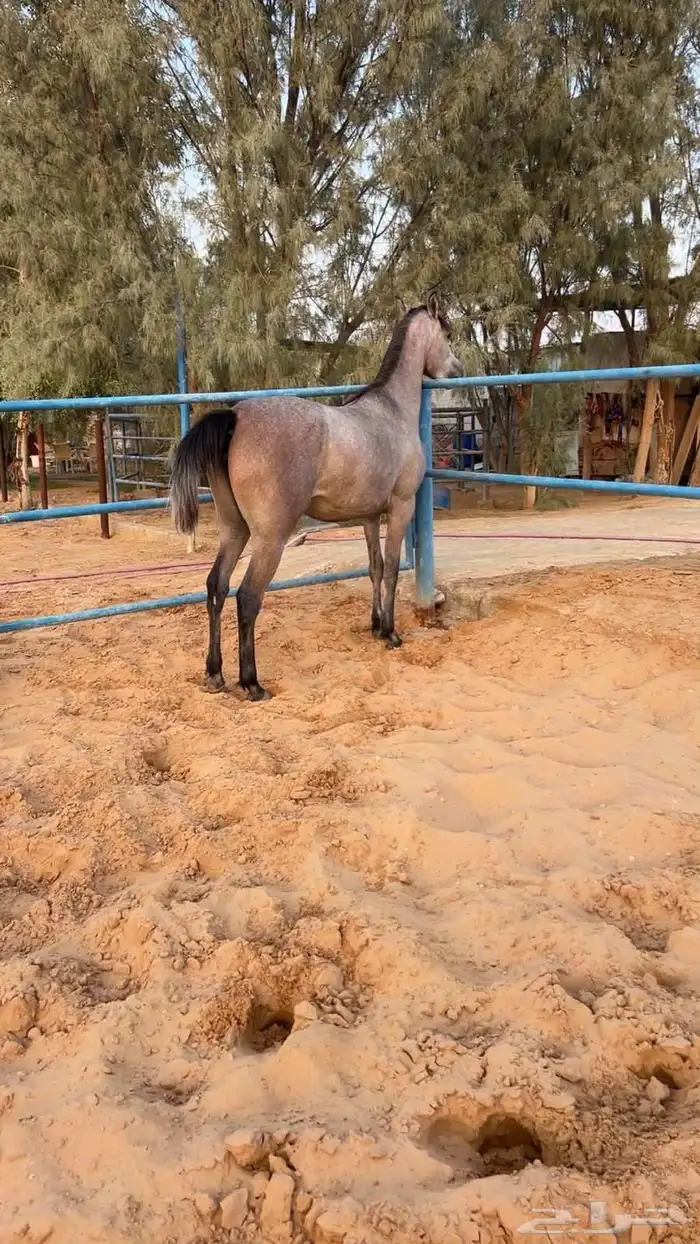 مهره شعبية 1