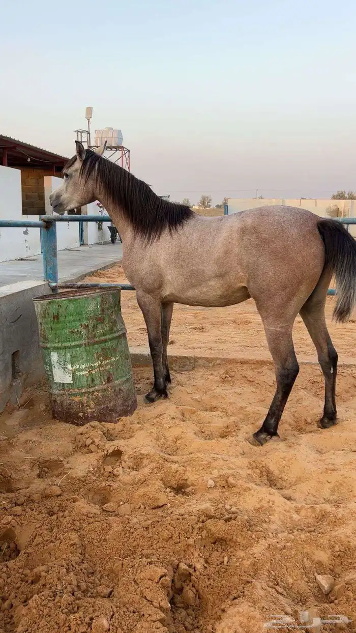 مهره شعبية 2