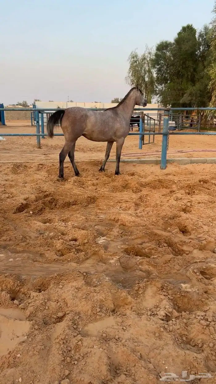 مهره شعبية 0