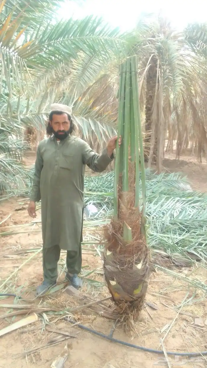 نخل للبيع متواجد في مكه اخلاص برحي سكري صقعي 7