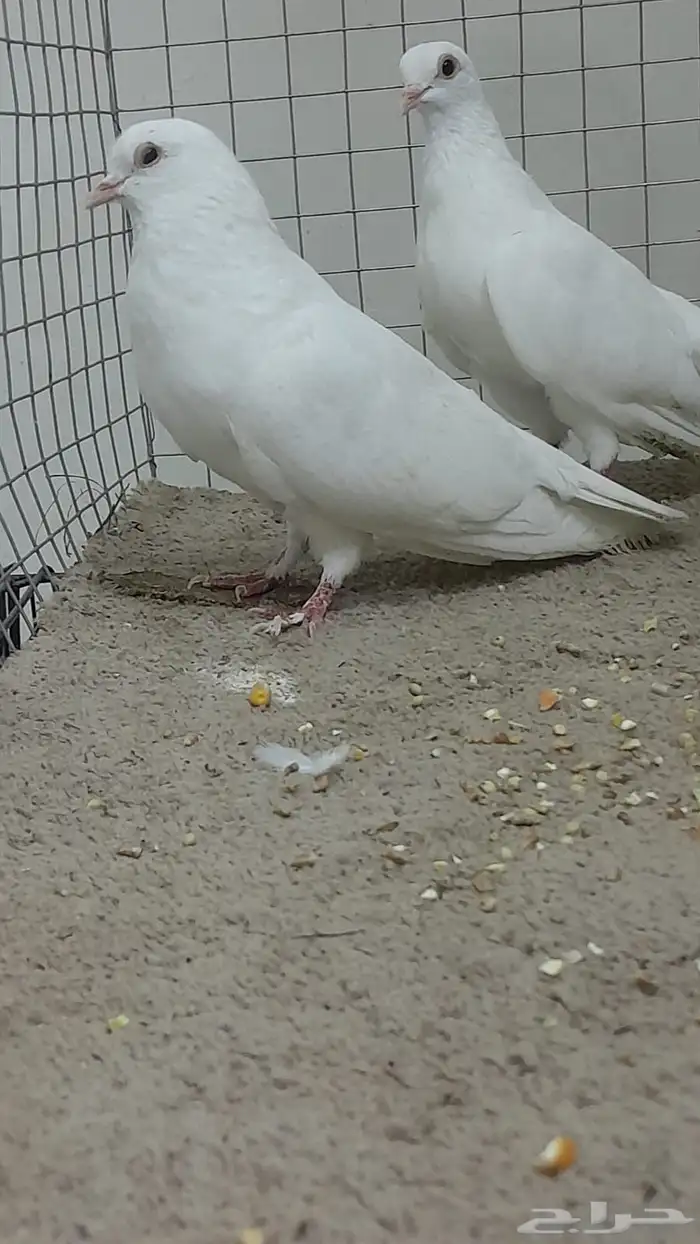 زوج صنعاني توب التوب منتج 0