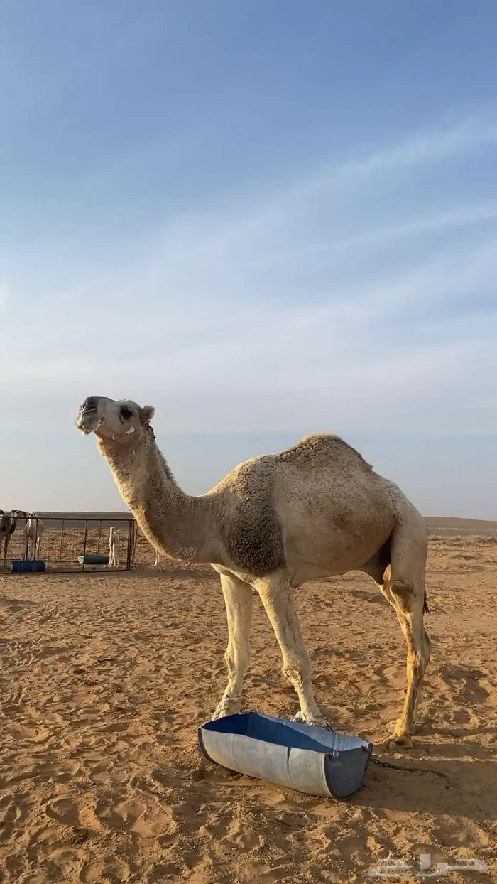 جمل رباع 1