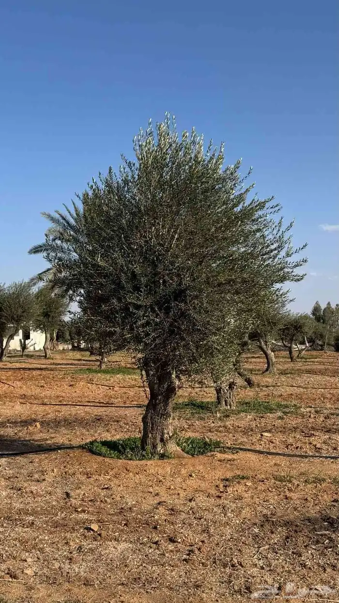 أشجار الزيتون معمر 65 سنه 0