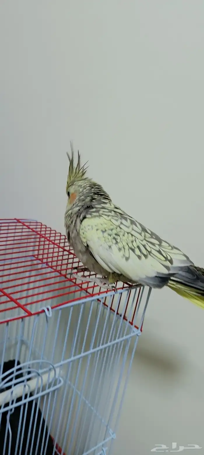 مش عارف نوعه 1