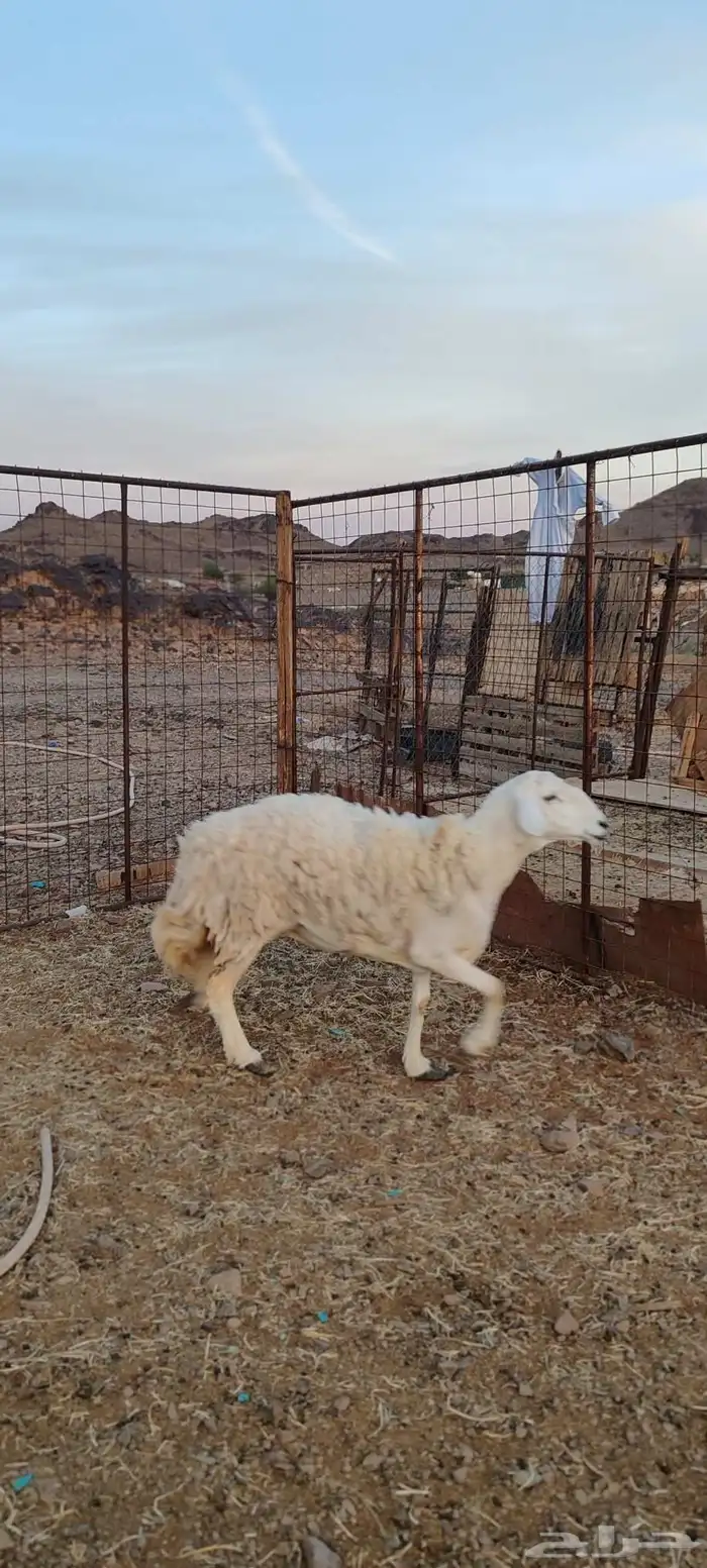 ضأن حريات جروم طيبة 6