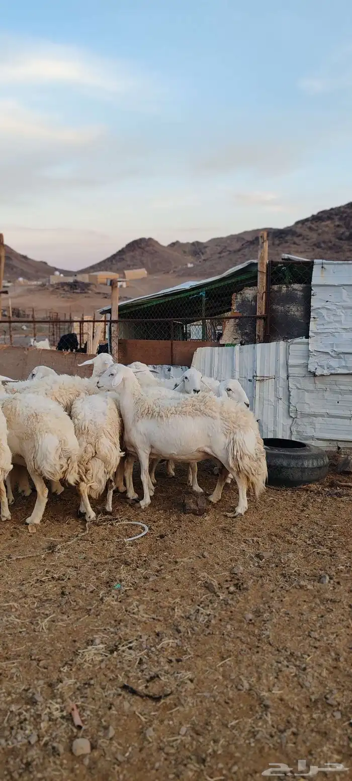 ضأن حريات جروم طيبة 4