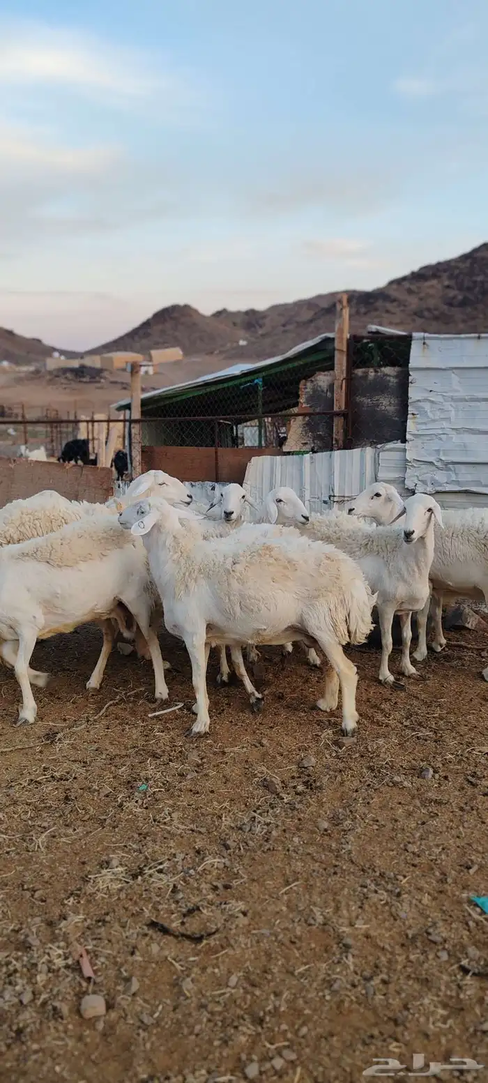 ضأن حريات جروم طيبة 5