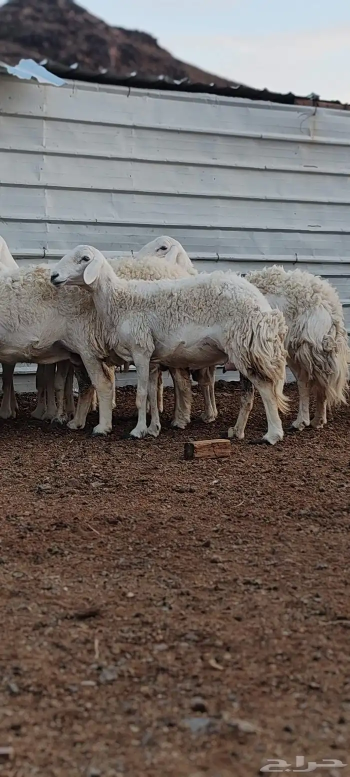 ضأن حريات جروم طيبة 2