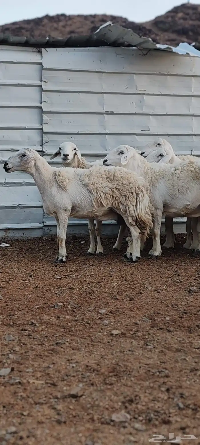 ضأن حريات جروم طيبة 3