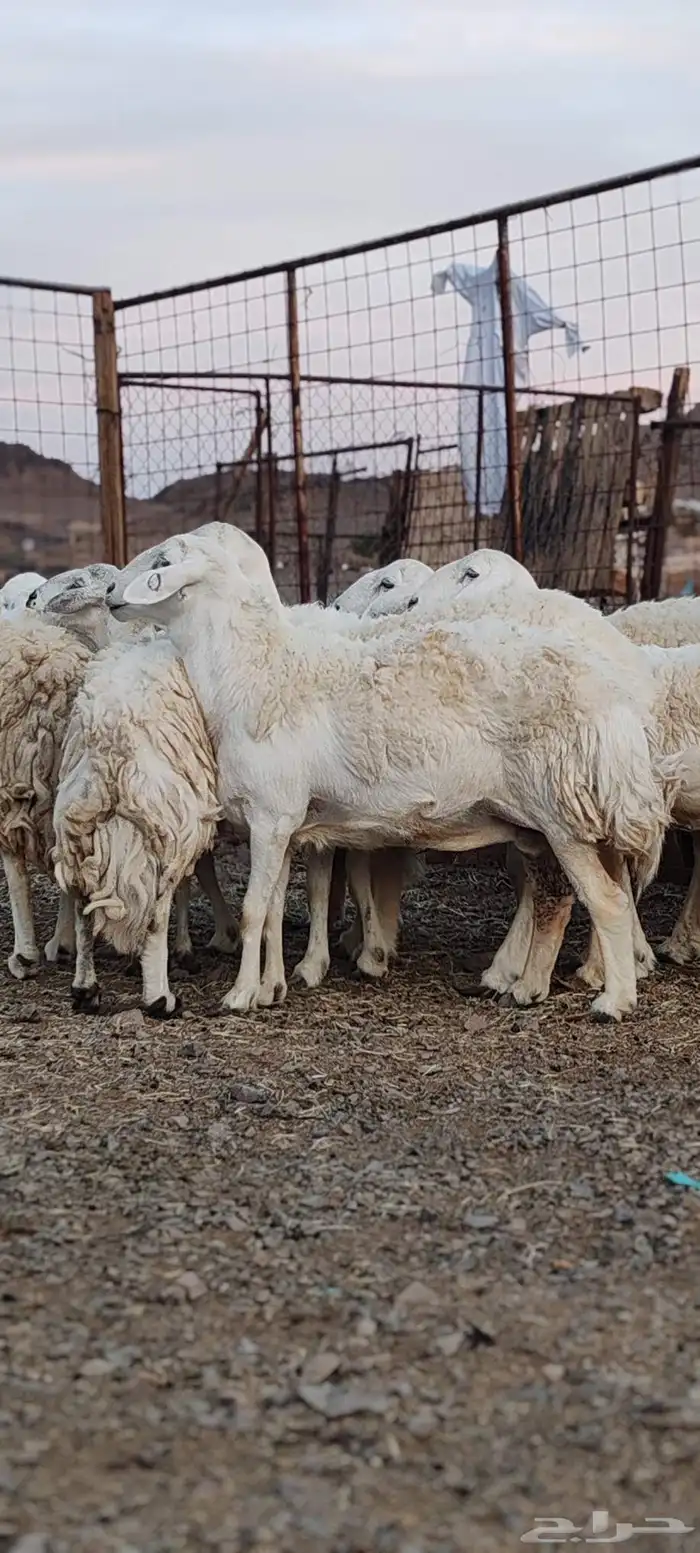 ضأن حريات جروم طيبة 1