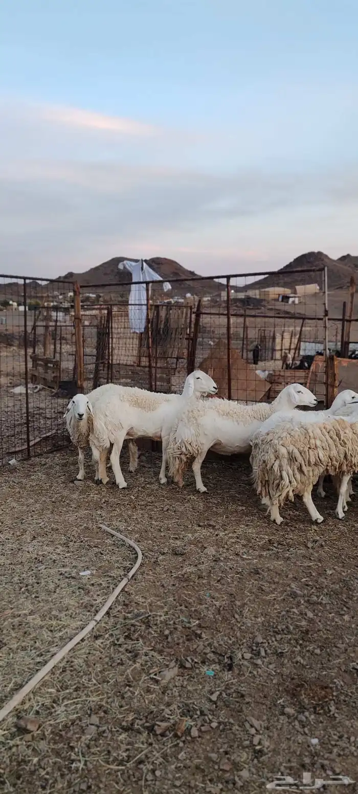 ضأن حريات جروم طيبة 0