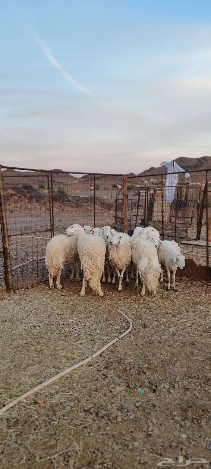 ضأن حريات جروم طيبة 7