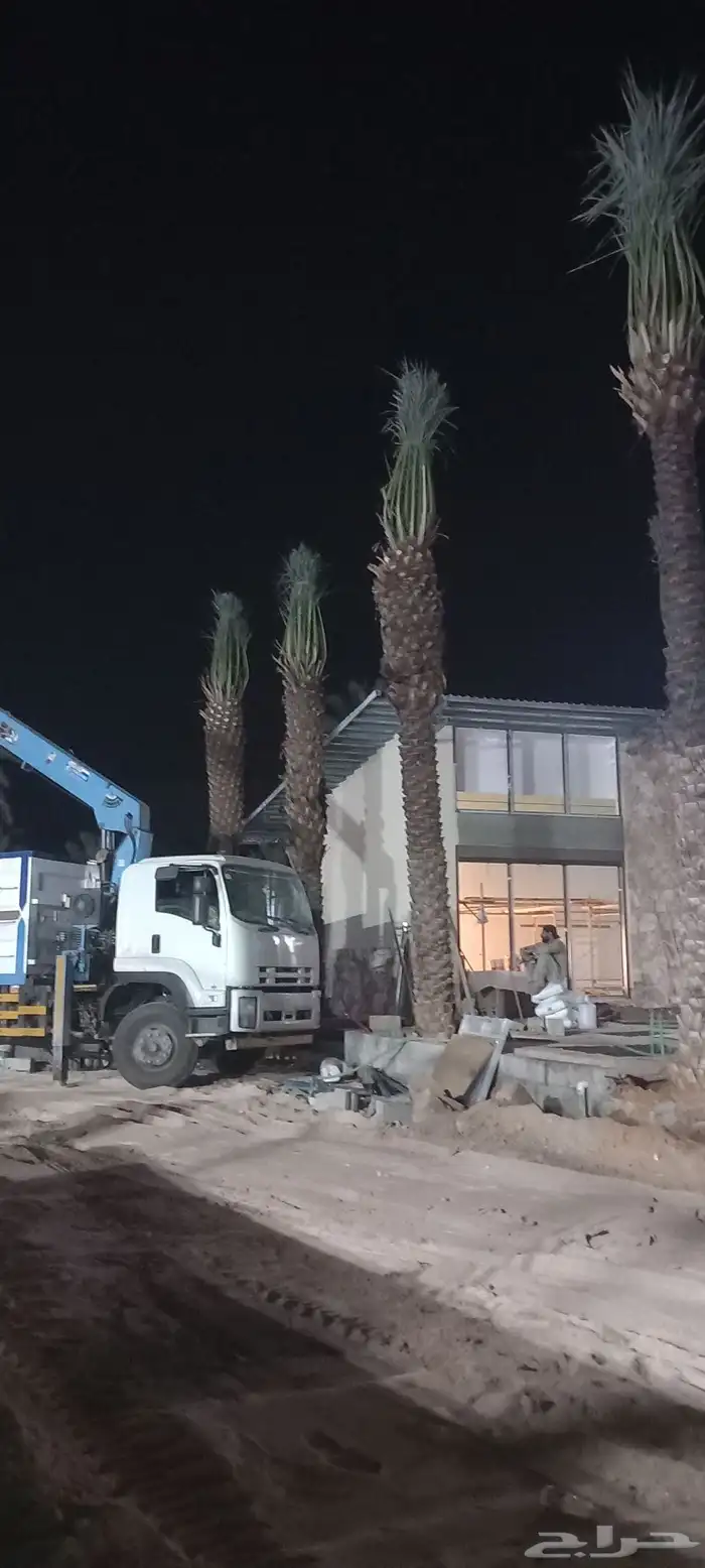 يوجد لدينا جميع انواع النخيل العربي والوشنطني توصيل جميع الم 2