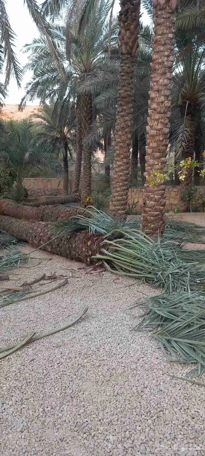 يوجد لدينا جميع انواع النخيل العربي والوشنطني توصيل جميع الم 4